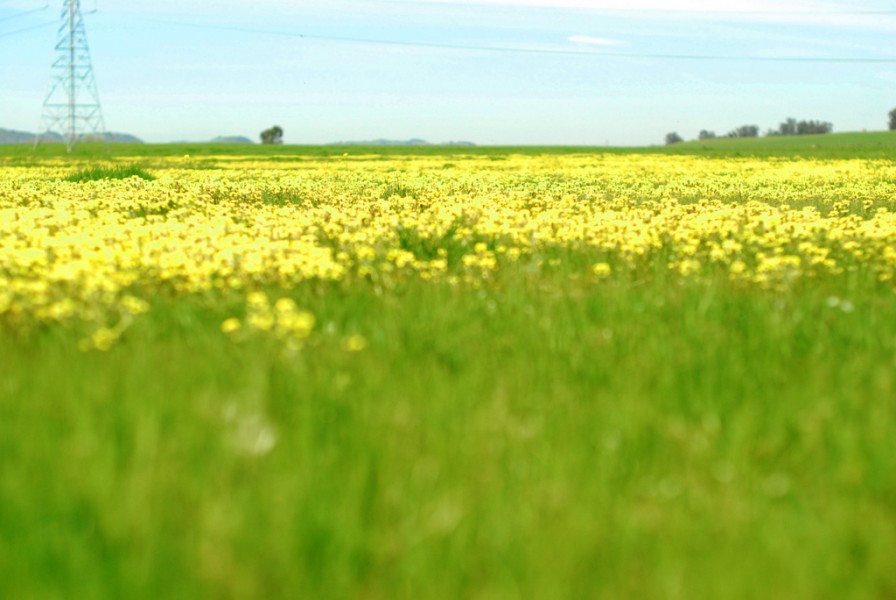 mustard season_wine country