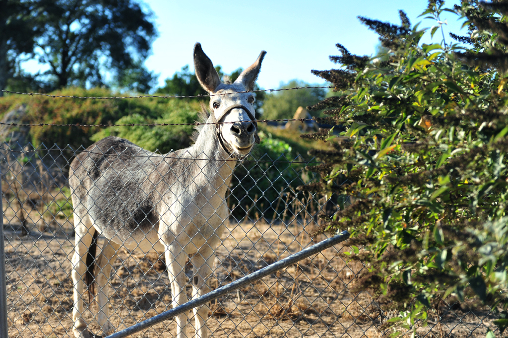 happy donkey_8841