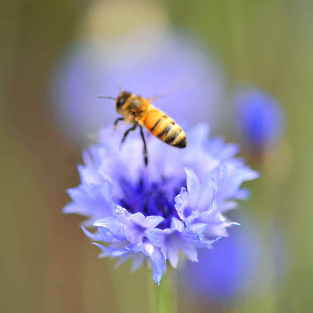 for Ten Speed Press:  title, The Bee Friendly Garden by Frey/LeBuhn